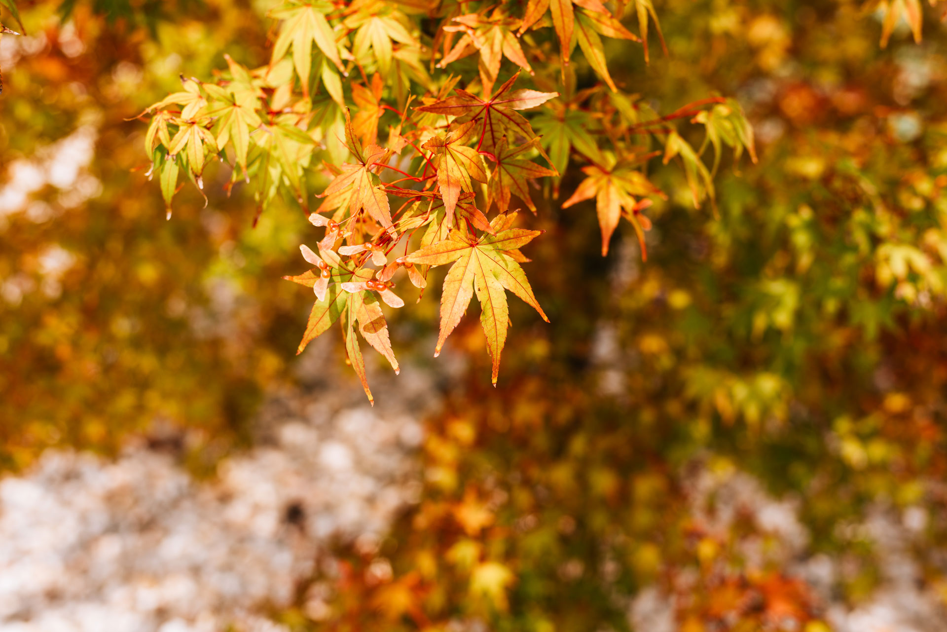 l'automne au jardin